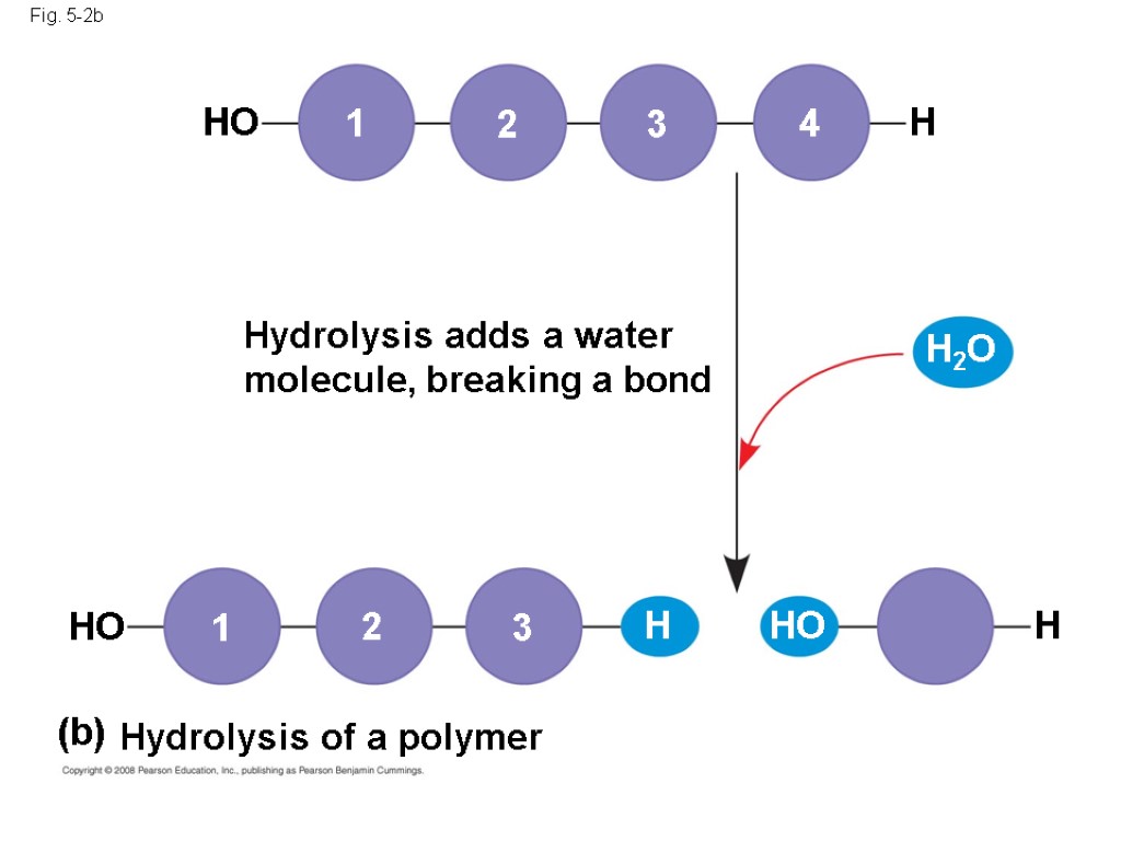 Fig. 5-2b Hydrolysis adds a water molecule, breaking a bond Hydrolysis of a polymer